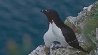 A Day in the Life of RSPB Bempton Cliffs Reserve [upl. by Beaston]