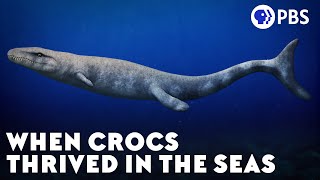 When Crocs Thrived in the Seas [upl. by Wernick]