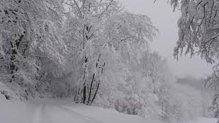 Relaxing Snowfall 2 Hours  Sound of Light Wind Breeze and Falling Snow in Forest Part 2 [upl. by Malone14]