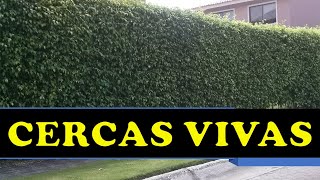 CERCAS VIVAS PARA JARDIN FINCAS Y MAS [upl. by Xam]