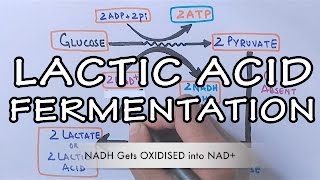 Lactic Acid Fermentation  Detailed [upl. by Hainahpez]