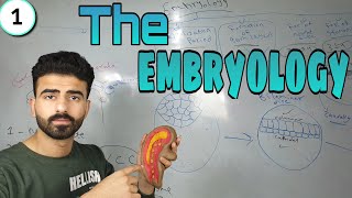 embryology 1  oral histology  عزت شومان [upl. by Ytissahc]