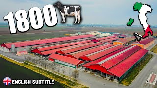 BIG DAIRY FARM XL 🇮🇹 Il passe de 900 à 1800 Vaches 🐄💨 [upl. by Susumu22]