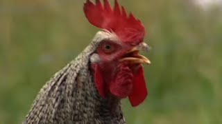 Les fermes dautrefois  le coq et la poule [upl. by Asyram]