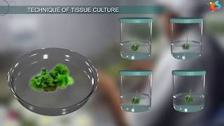 Tissue Culture [upl. by Ecinehs]