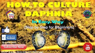 HOW TO CULTURE DAPHNIA In Easy Way [upl. by Adnahsar]