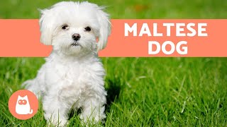 The Maltese Dog  Character Care and Health [upl. by Boehike819]