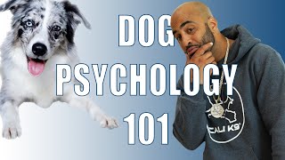 Dog Psychology 101 [upl. by Belldas481]