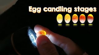 Eggs Candling Development Stages Aviary Birds in the Bird Gallery [upl. by Ahsiuqat572]