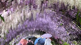 Through the Wisteria Tunnels  Japan Travel Guide [upl. by Cis]