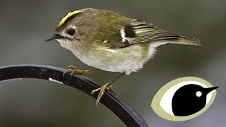 BTO Bird ID  Goldcrest amp Firecrest [upl. by Yak]