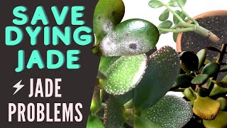 Jade Plant Problems and Pests  Save a DYING Crassula Ovata  MOODY BLOOMS [upl. by Kraus]