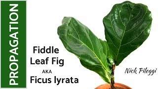 How to Propagate Fiddle Leaf Fig Ficus lyrata [upl. by Nnairrehs]