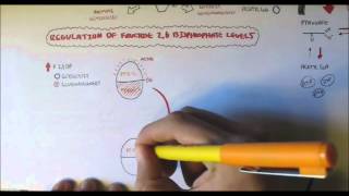 Fructose 6 Phosphate  Fructose 16 Bisphosphate Regulation  By F26BP [upl. by Newlin]