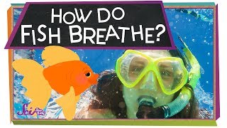 How Do Fish Breathe  Animal Science for Kids [upl. by Dracir362]